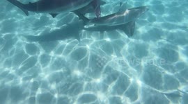 Sharks feeding 2