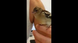 cute bird feeding