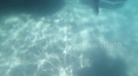 Sharks feeding 3