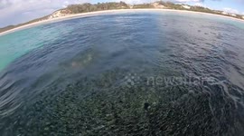 Sharks feeding 4