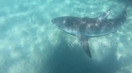 Sharks feeding 5