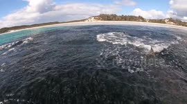 Sharks feeding 6