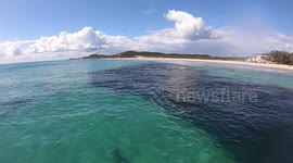Sharks feeding 7