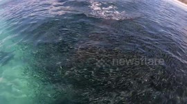 Sharks feeding 8