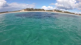 Sharks feeding 9