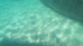 Sharks feeding 10