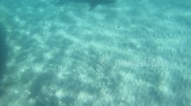 Sharks feeding 11