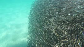 Sharks feeding 12