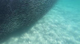 Sharks feeding 13