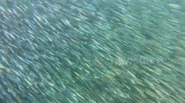 Sharks feeding 14