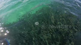Sharks feeding 15