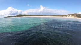 Sharks feeding 16