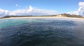 Sharks feeding 17