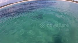 Sharks feeding 18