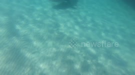 Sharks feeding 20