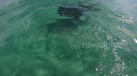Sharks feeding 21