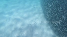 Sharks feeding 22