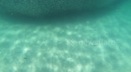 Sharks feeding 23