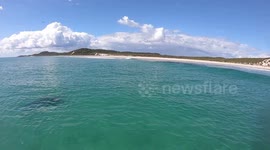 Sharks feeding 19