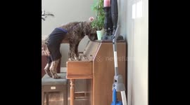 Dog singing and playing piano with pants on
