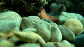 This is the strange moment a wild octopus stretched out a tentacle and snatched a diver's aquatic camera.