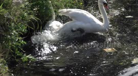 Swan Fight on forth and clyde canal, scotland