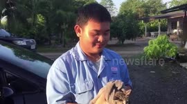 Kitten rescued after being chased into car engine by stray dogs