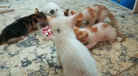 Ready Special Meal For Five Kitties