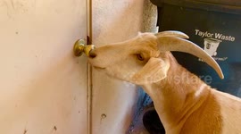 Fat Goat Attempts Feed Room Burglary