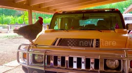 Rooster Crows About His Hummer