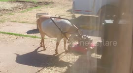 Goat Tries Starting Up the Lawn Mower