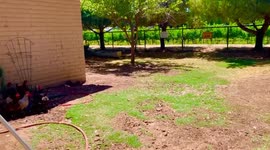Piggy Keeps Cool with Chicken Friends