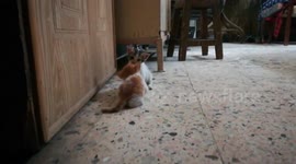 Tiny Kitties First Play Game