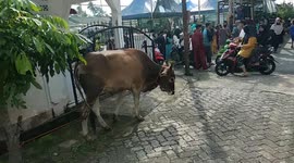 Indonesia celebrate Eid Al-Adha
