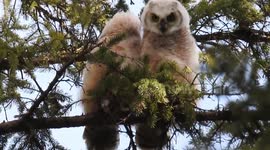 Close up of  2 baby great horned owl Edmonton, Alberta.