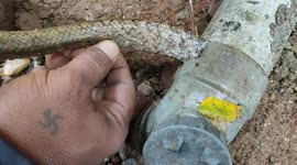 Rat snake rescued after becoming stuck in kitchen pipe in southern India