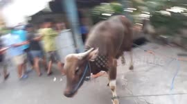 Fearing the worst, a cow goes berserk before being slaughtered for Eid