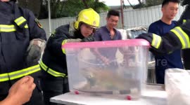 Firefighters capture giant pet lizard that escaped into stone processing factory in southern China
