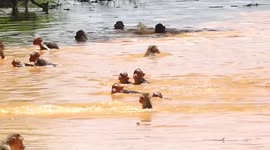 Monkeys push each other into the water in southern India