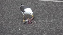 Seagull eats pigeon in george square, Glasgow