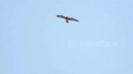 Rare Short-toed Snake Eagle static flight with slowmotion