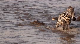 Zebra wriggles free from jaws of crocodile while crossing river in Kenya