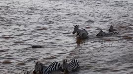 Chilling video shows crocodile drag baby zebra under river