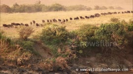 Wildebeest migration