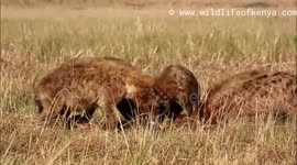 hyena's orgy