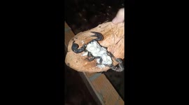 Scorpion spotted carrying DOZENS of newborn babies on back in Vietnam