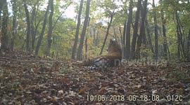 Ten Siberian tiger cubs and seven Amur leopard cubs were bred in China Tiger and Leopard National Park