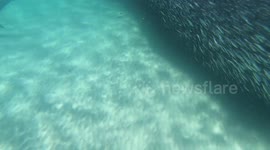 Fisherman captures shark feeding frenzy in shallow waters off Australian coast