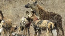 Two hyenas bizarrely attempt to create an unlikely friendship with a pack of African wild dogs