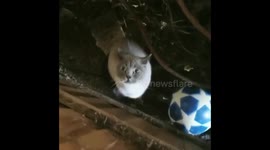 Cheeky cat talks back to owner in Wales
